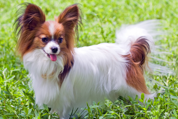 Papillon